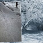 Nebezpečí a role sněžných vší