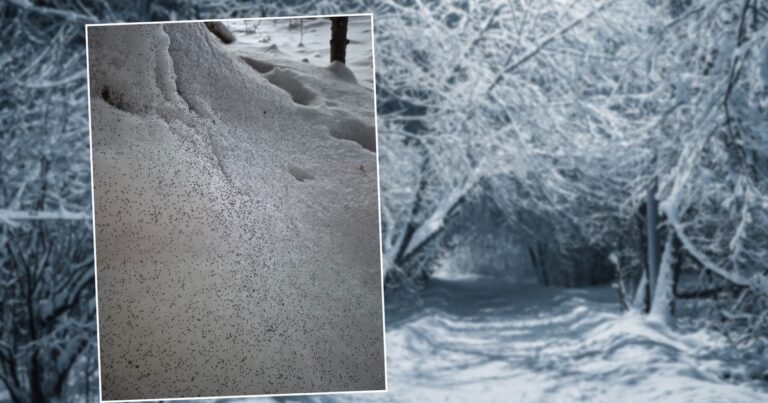 Nebezpečí a role sněžných vší