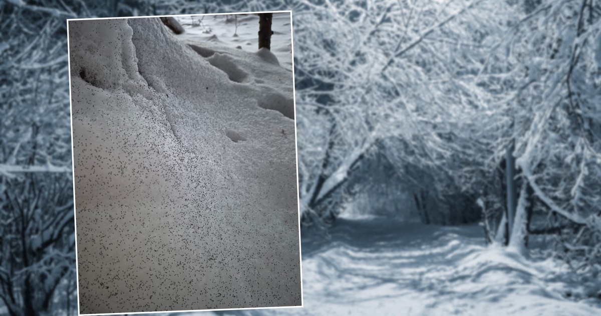 Nebezpečí a role sněžných vší