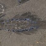 Nový druh pravěkých organismů „Mothra“ plaval jako mořský motýl