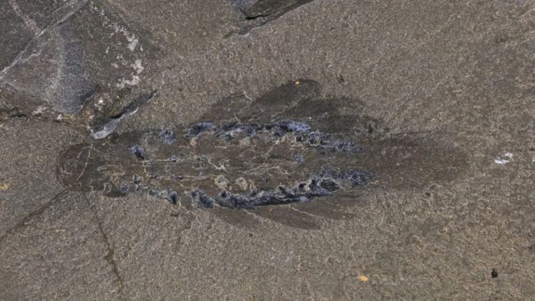 Nový druh pravěkých organismů „Mothra“ plaval jako mořský motýl