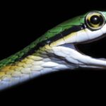 Objevování nových druhů: Fascinující nálezy v roce 2025