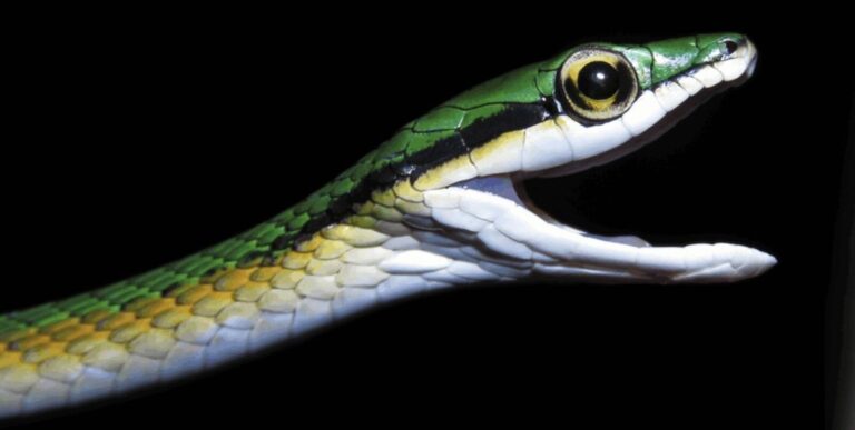 Objevování nových druhů: Fascinující nálezy v roce 2025