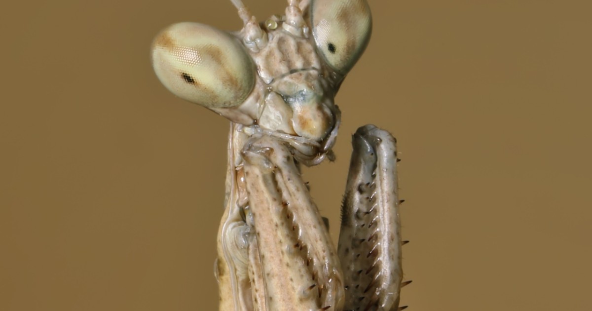 Objev tance hada: Mantisky nejsou jen masožravé