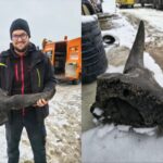 Objev zaniklého zvířete v Polsku: Stopa po stepním bizonovi