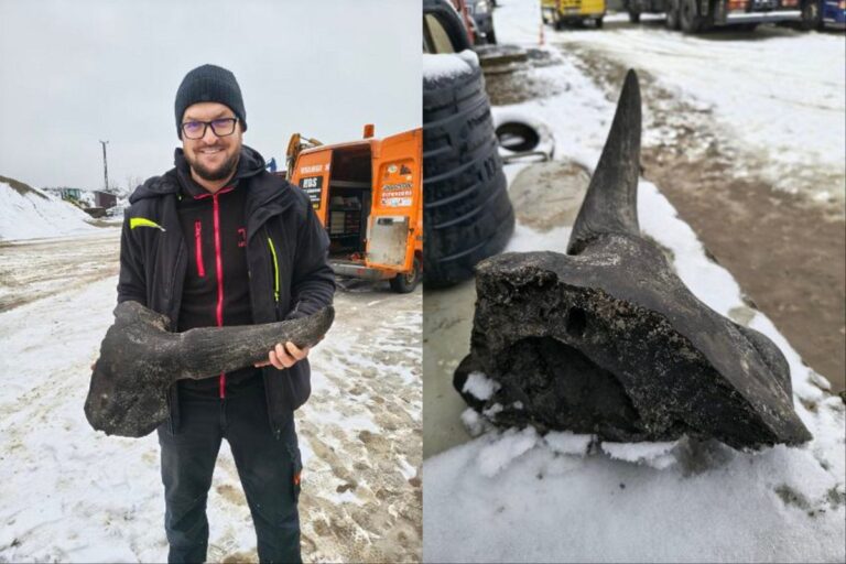 Objev zaniklého zvířete v Polsku: Stopa po stepním bizonovi