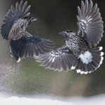 Orzechówka: Kluczowy Architekt Ecosystemów Borealnych