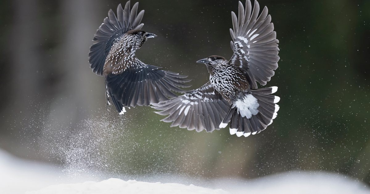 Orzechówka: Kluczowy Architekt Ecosystemów Borealnych