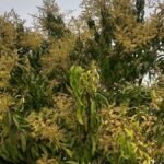 Ovocné stromy mango v Purně vykvetly