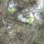 Papagáli Micul Alexandru: Přizpůsobení se chladným podmínkám