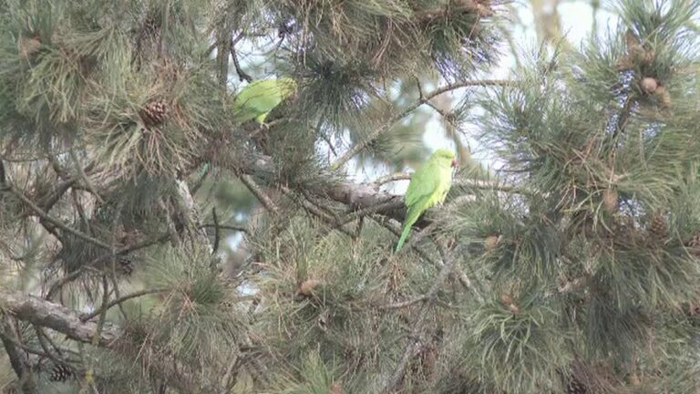 Papagáli Micul Alexandru: Přizpůsobení se chladným podmínkám