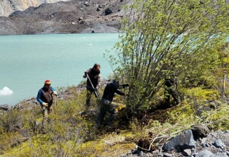 Pokrok invazivního druhu: odstranění vrb pro ochranu vodní pánve řeky Manso a nativního lesa v Bariloche