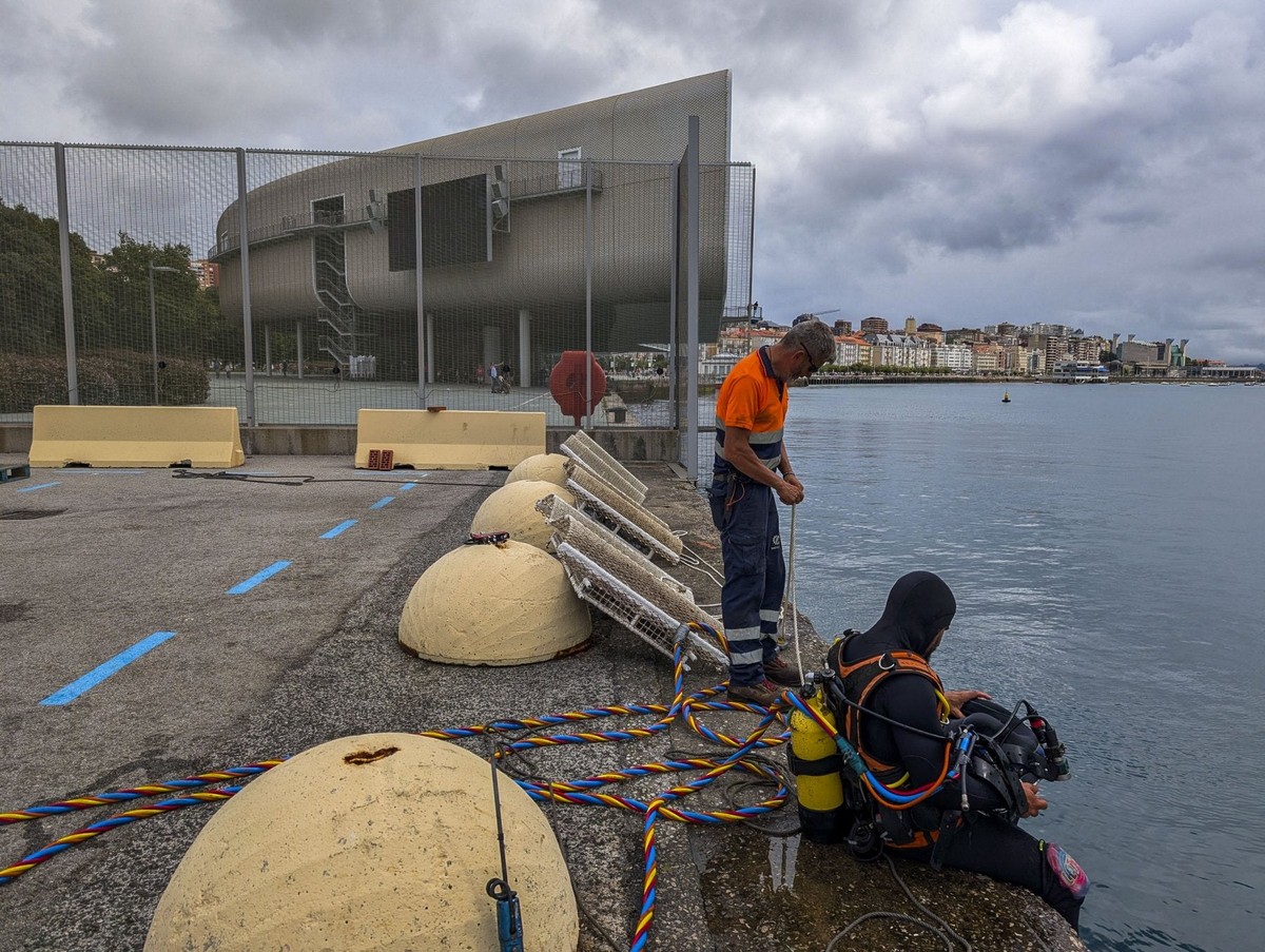 Port u Albaredě obnovuje mořský život