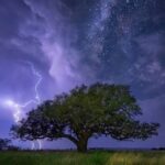 Překvapivá adaptace tropických stromů: Případ Dipteryx oleifera v Panamě