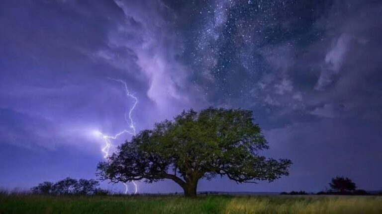 Překvapivá adaptace tropických stromů: Případ Dipteryx oleifera v Panamě