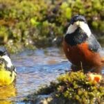 Příroda a pohoda: Koupání ptáků v Okitso a Hege Plaza