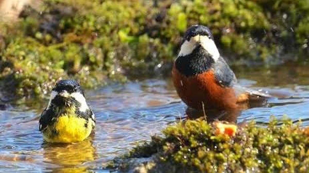 Příroda a pohoda: Koupání ptáků v Okitso a Hege Plaza