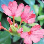 Přírodní dar: Kanakambara