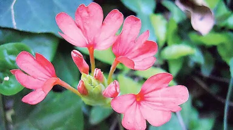 Přírodní dar: Kanakambara