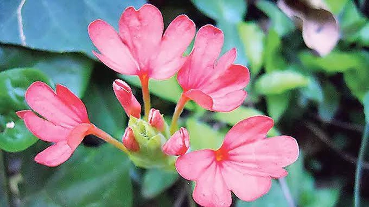 Přírodní dar: Kanakambara