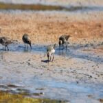 Program pro ochranu pobřežních ptáků a vlhkých biotopů za 17 milionů dolarů