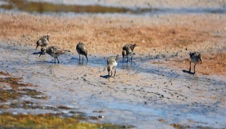 Program pro ochranu pobřežních ptáků a vlhkých biotopů za 17 milionů dolarů