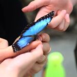 Prostor pro milovníky motýlů: Mariposarte v Bucaramanga