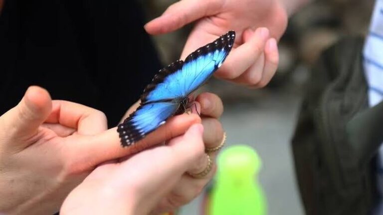 Prostor pro milovníky motýlů: Mariposarte v Bucaramanga