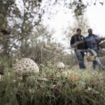 První mykologický park v provincii se otevře na jaře v Velille del Río Carrión