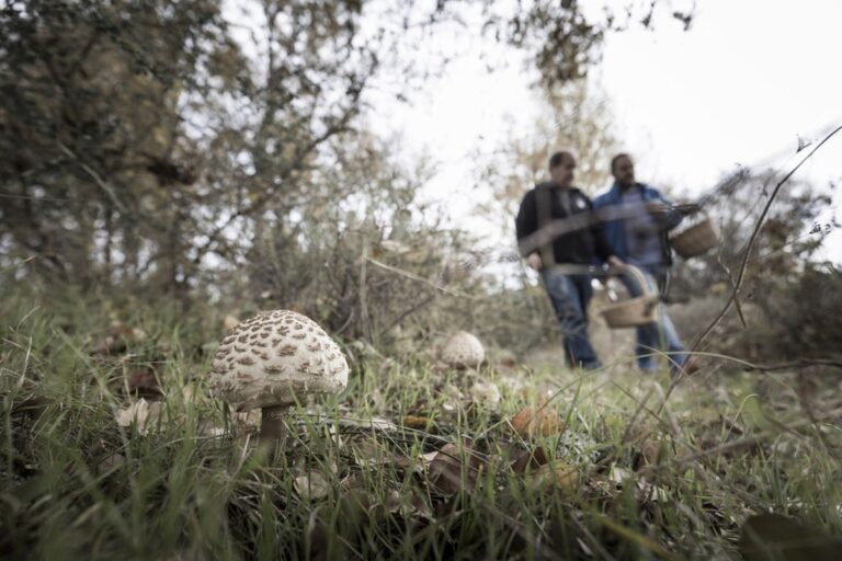 První mykologický park v provincii se otevře na jaře v Velille del Río Carrión