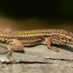 Riziko pro ekosystémy: Nové barvy a fenotypy u ještěrek