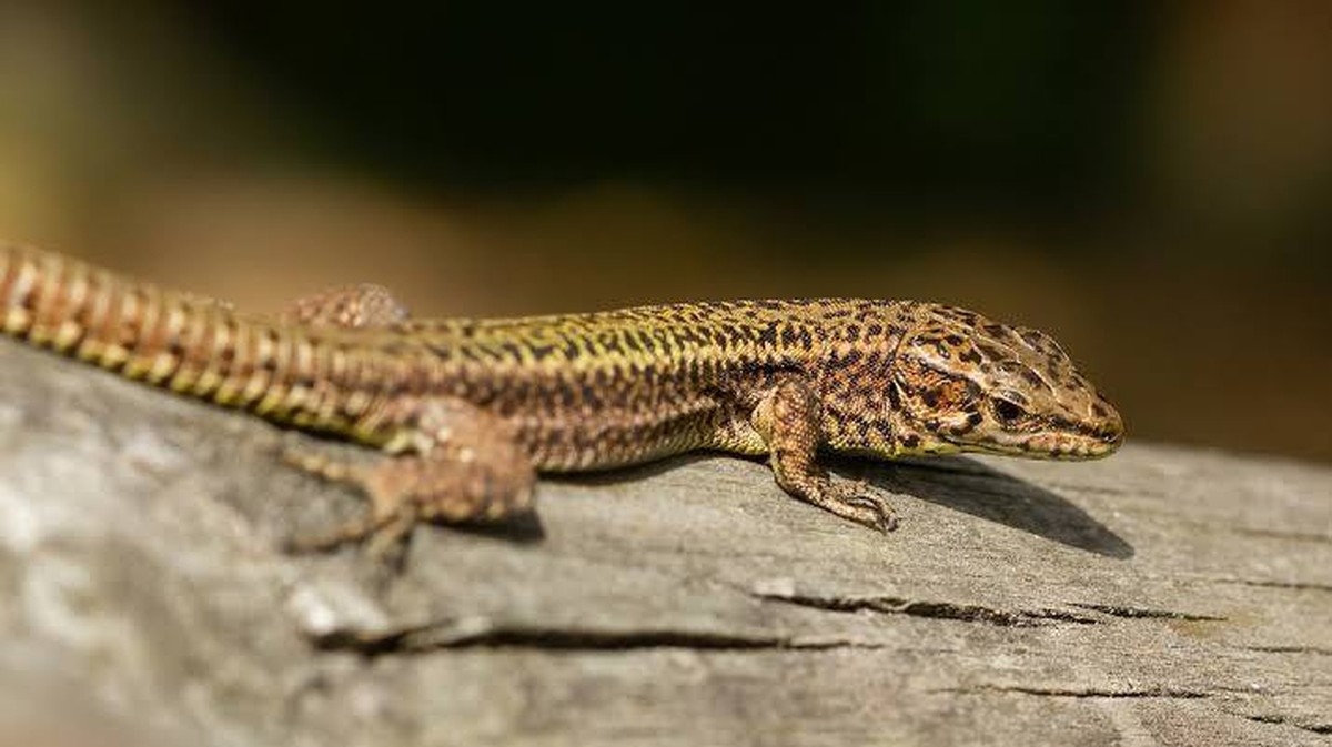 Riziko pro ekosystémy: Nové barvy a fenotypy u ještěrek