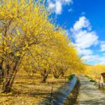 Roli a kouzlo kaliny - místa v prefektuře Gunma