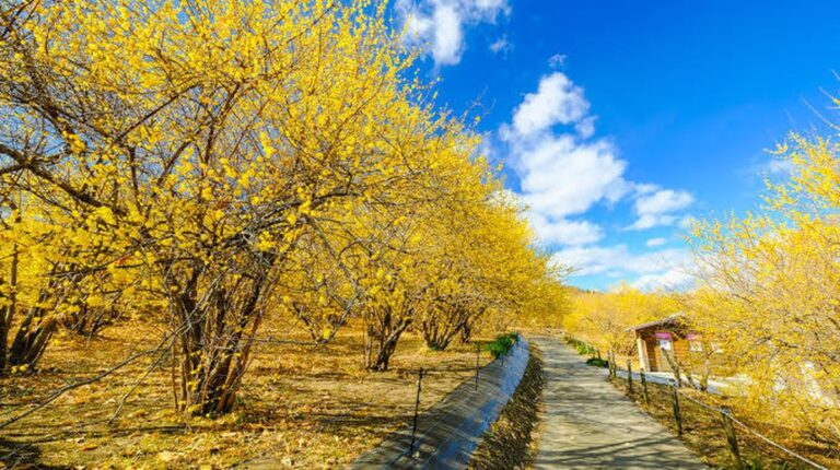 Roli a kouzlo kaliny - místa v prefektuře Gunma