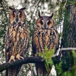 Rolí stálých ptáků a jejich zachování