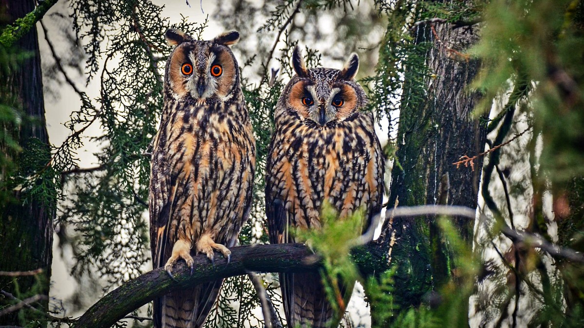 Rolí stálých ptáků a jejich zachování