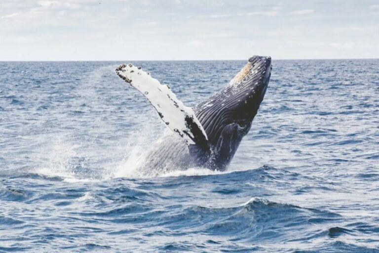 Tajemství dlouhověkosti spočívá v chladu