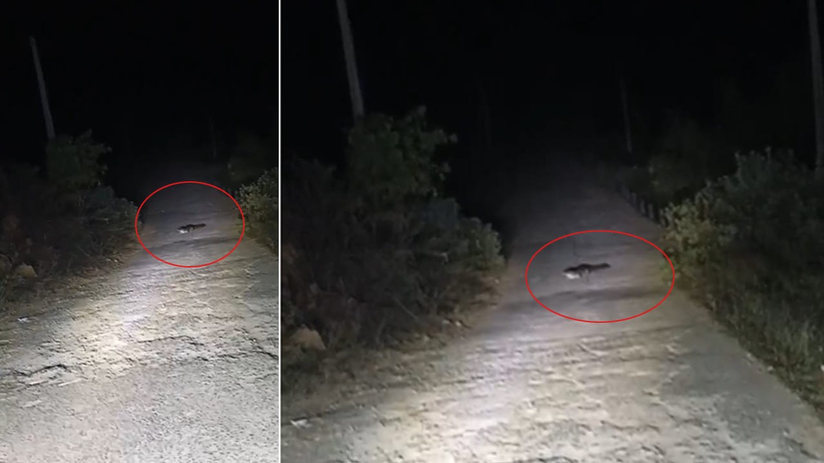 Telangana: Mladí lidé chytí krokodýla na silnici