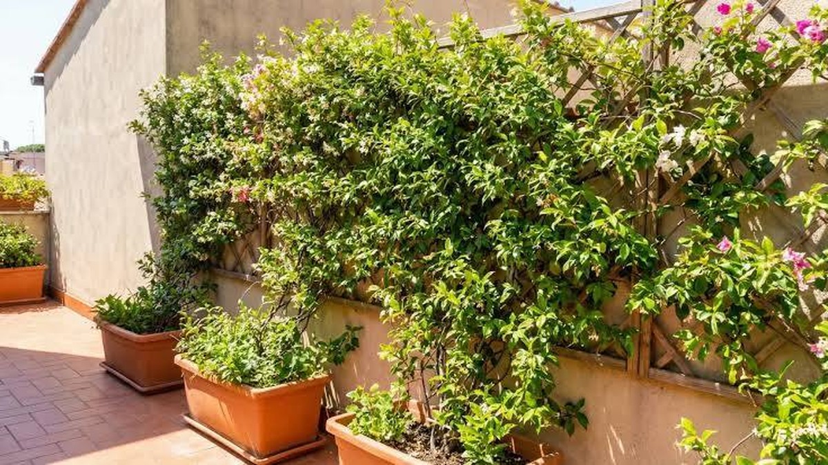 Účinná rostlina pro horké slunečné terasy: Bougainvillea