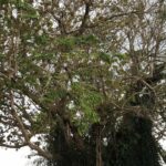 Uzavření zvláštního dedikačního kytičkového stromu na ostrově Lý Sơn