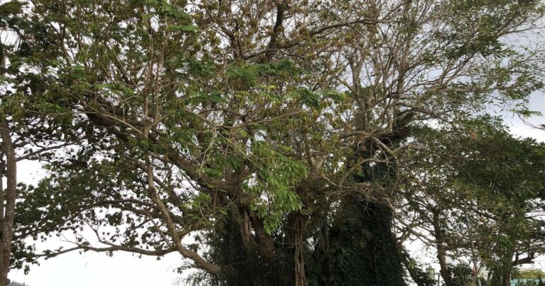 Uzavření zvláštního dedikačního kytičkového stromu na ostrově Lý Sơn