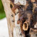 Včely bez žihadla z Amazonie se stávají prvním hmyzem na planetě s právními právy