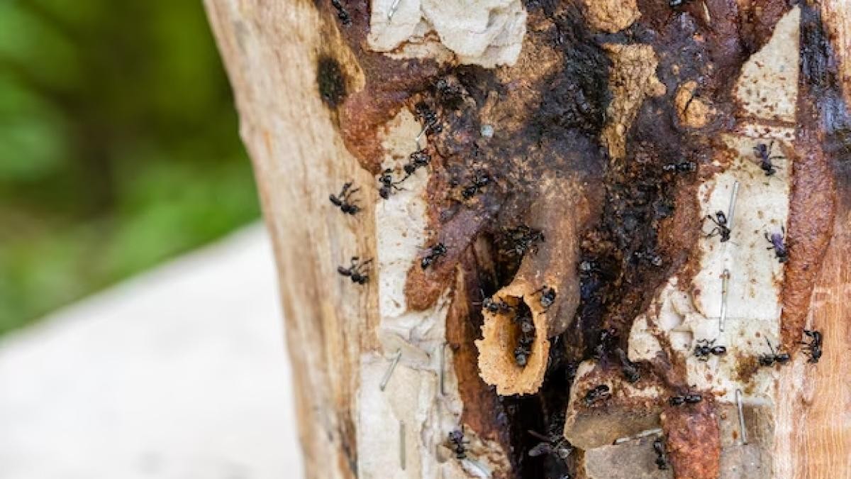 Včely bez žihadla z Amazonie se stávají prvním hmyzem na planetě s právními právy