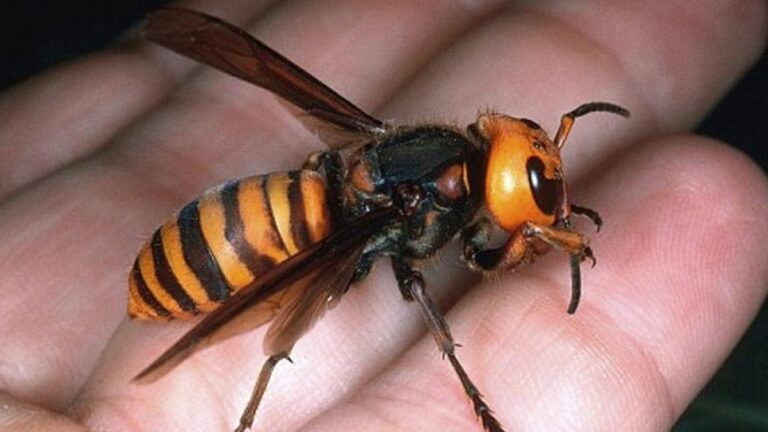 Vespa velutina: Vzestup invazivních vos a jejich dopady v Málaze