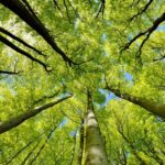 Vliv změny klimatu na růst stromů ve Švýcarsku