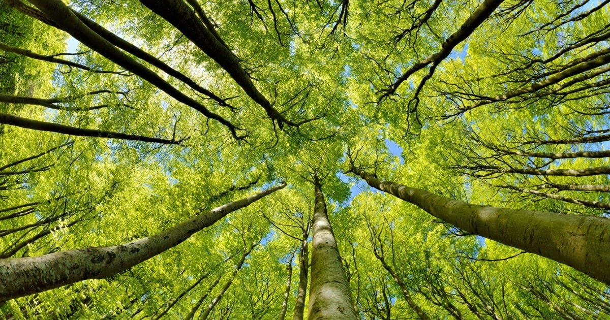Vliv změny klimatu na růst stromů ve Švýcarsku