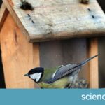 Výsledky Sčítání Zimního Ptactva 2023