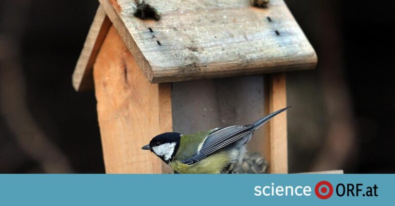 Výsledky Sčítání Zimního Ptactva 2023