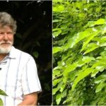 Význam bílého moruše v zahradě