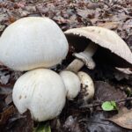 Významná akce "Les, rostliny, živočichové a houby" v Jacksonově demonstračním státním lese